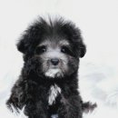 멍스타 김포강아지 분양 이미지