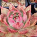 아스테리아 이미지