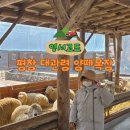 안다미로목장제3농장 | 강원도 평창 아이랑 가볼만한곳 대관령 양떼목장 눈 없는 겨울 방문 후기
