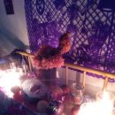 coco puppy 이미지