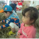 일우농장 Daum카페
