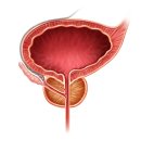 남자 잔뇨감, 소변 통증 원인이 전립선비대증? 이미지