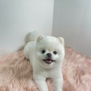댕이브 이미지