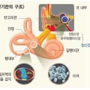 이석증(耳石症) 이미지