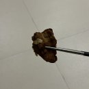 마산 합성동 맛집 치맥하기 좋은 호프집 푸라닭 블랙마요 순살 후기