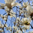 FANTASIA ( 이미지