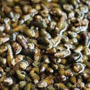 시골다슬기 이미지