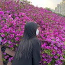 군포소방서 사거리 교통섬(도장중쪽) | 2024 군포철쭉축제 포토존, 주차장, 먹거리, 푸드트럭, 체험부스, 개막공연 정보