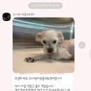 구지동물병원 네이버블로그