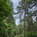 잣나무향기 이미지