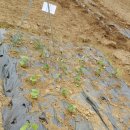 초성 농장 이미지