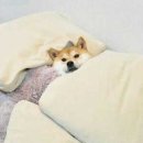 일루와 Daum카페