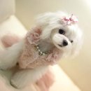 용동물병원 이미지