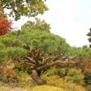 소나무가 있는 풍경 이미지