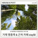 스테이(STAY)루안 거제 | 거제 맹종죽테마파크 아기랑 소요시간, 근처 카페 stay58