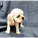 아이러브독 강아지분양 부천점 이미지