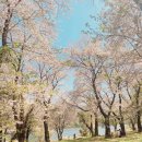 우성면 대성리 공중화장실 | 가평 대성리 국민관광지 벚꽃, 주차장