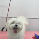 뭉구르밍 이미지