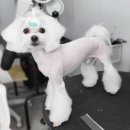 함양애견