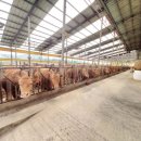 백암축산 이미지