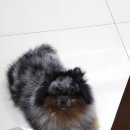 멍이날개 이미지