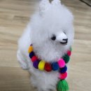 알파카프라자 이미지