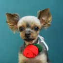 금비펫살롱 이미지