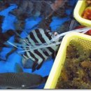 창녕상회 이미지