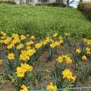 온천천시민공원 동백 이미지