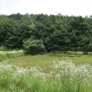 슬기로운 초록생활 이미지