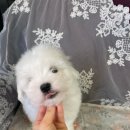 글로리 폭스 꼬똥 이미지