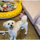 독스호텔리어 이미지