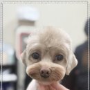 츄펫살롱 이미지