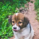 현대동물의료센터 이미지