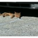 춘동3 이미지
