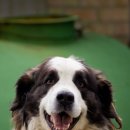 플란다스의 개 이미지