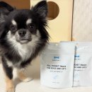 필동물병원 | 동물병원 간식 강아지 약 쉽게 먹이는 필포켓 영양제