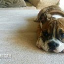 스타동물의료센터 이미지