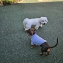 블루멍S 이미지