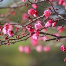 매화1공원 이미지