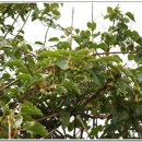 머루와 다래 이미지