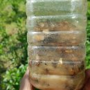 차식농장 이미지