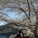 전망 좋은 산책코스 [ 고창 교촌하늘공원 ] 벚꽃 숨은 명소 🌸