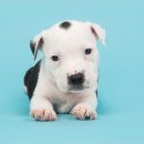 초이스외과동물병원 이미지