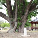 장덕리은행나무 이미지