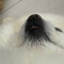 Dog차지 | 고양 애견동반식당 추천 지축 삼식당 예약 주차 메뉴 솔직후기