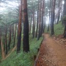 소나무숲 이미지