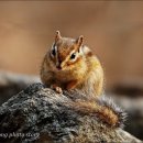 아기다람쥐 이미지