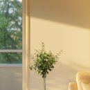 올리브나무 이미지