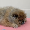 러브몽먼트 이미지